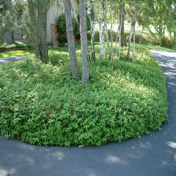 St. John's Wort