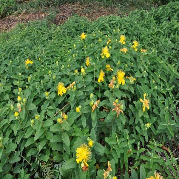 St. John's Wort