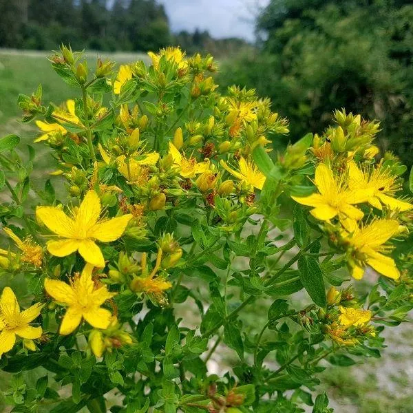 St. John's Wort