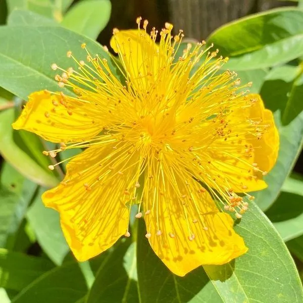 St. John's Wort